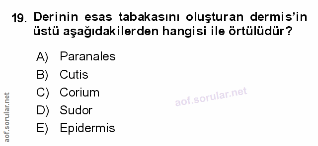 Soru 19
