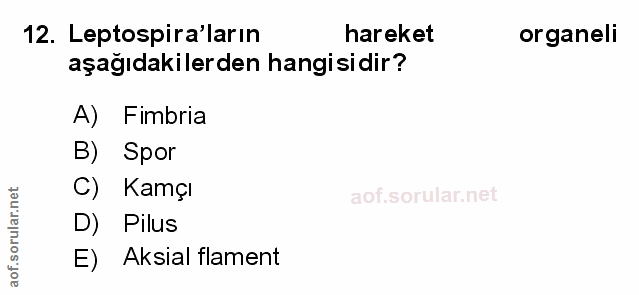 Soru 12