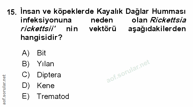 Soru 15