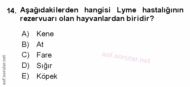Soru 14