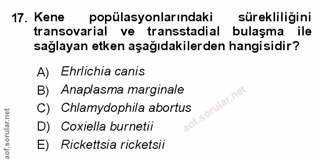 Soru 17