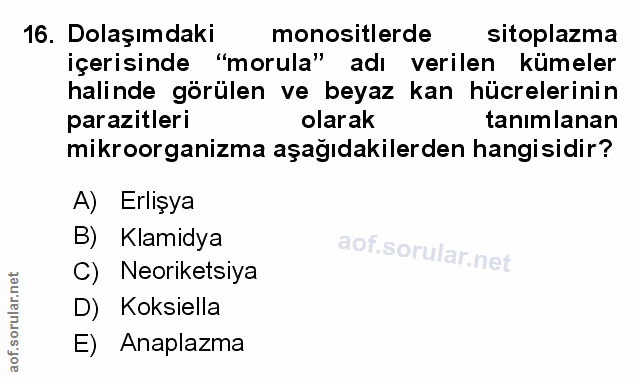 Soru 16