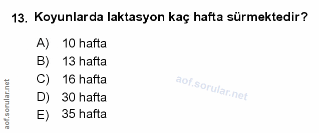 Soru 13