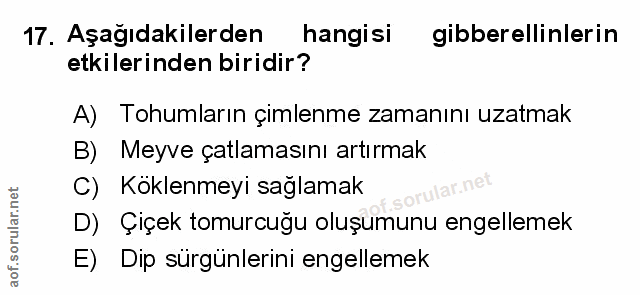 Soru 17