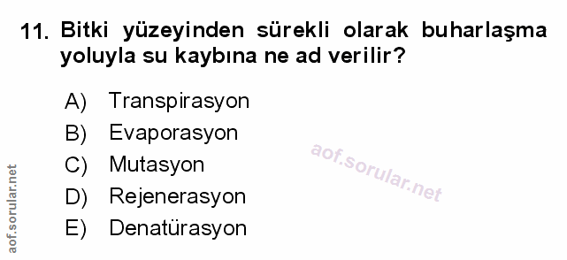 Soru 11