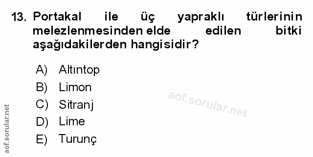 Soru 13