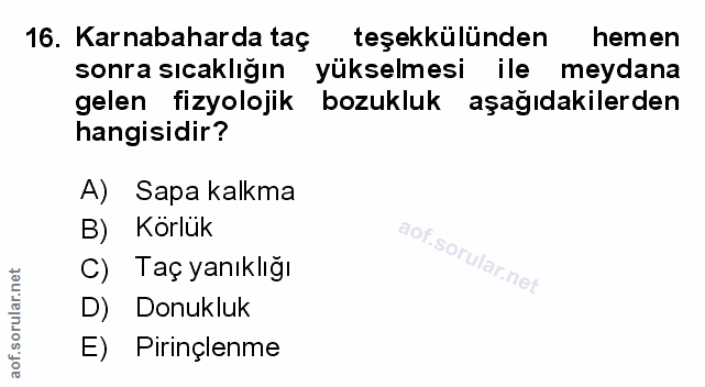 Soru 16