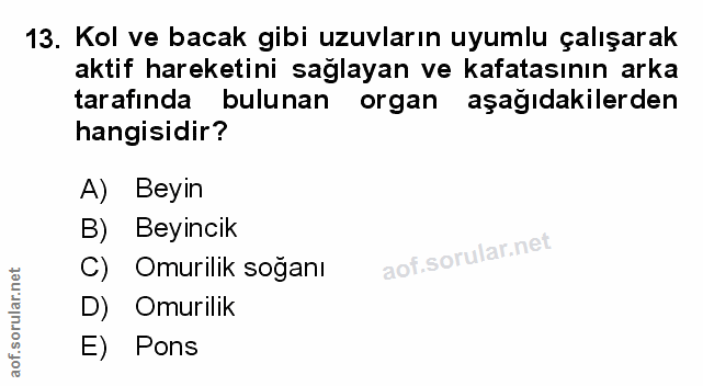 Soru 13