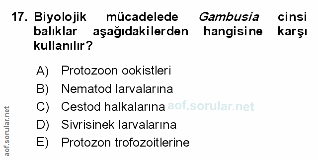 Soru 17