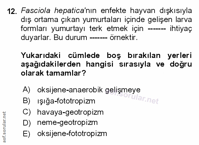 Soru 12