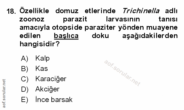 Soru 18