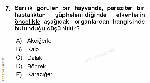 Soru 7