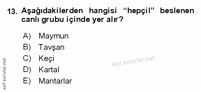 Soru 13