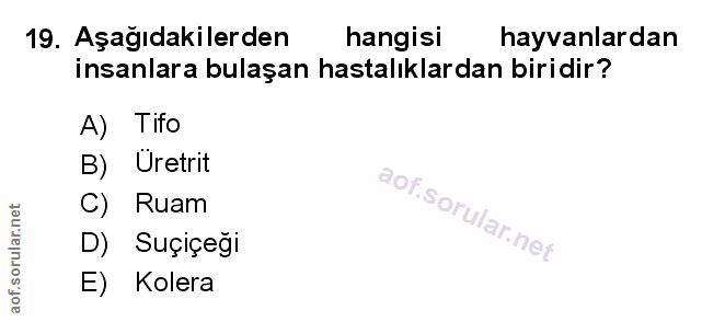 Soru 19