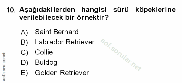 Soru 10