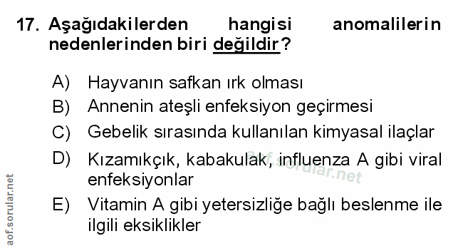 Soru 17
