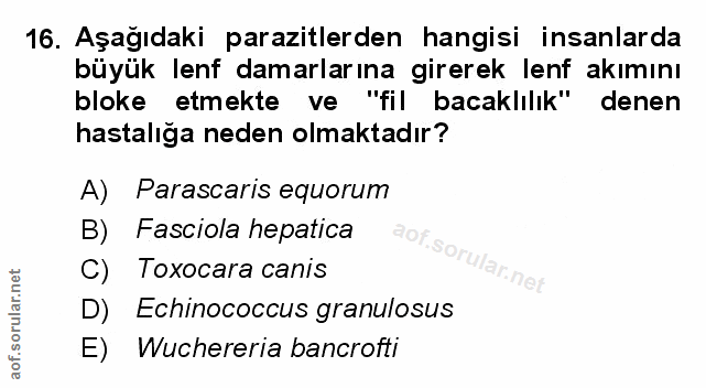 Soru 16