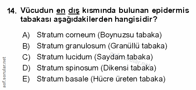 Soru 14