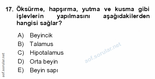 Soru 17