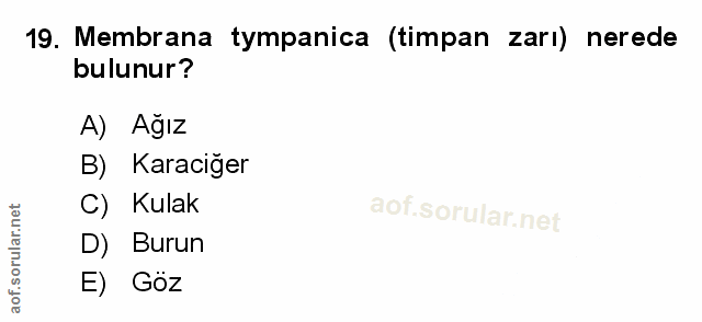 Soru 19