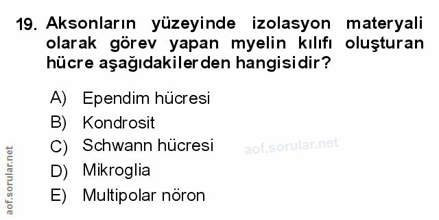 Soru 19