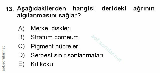 Soru 13