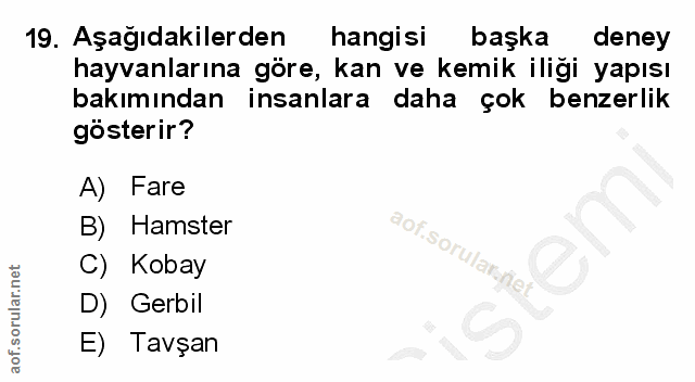 Soru 19