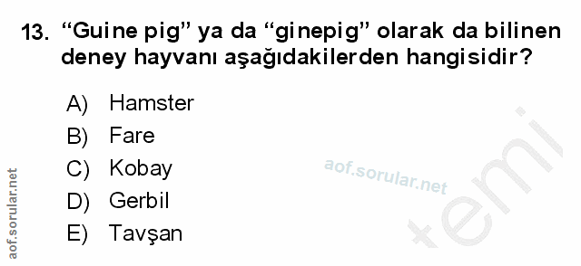 Soru 13