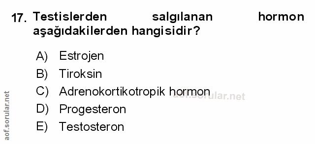Soru 17