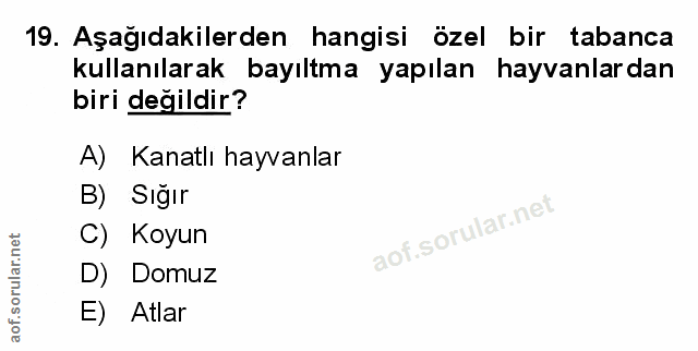 Soru 19