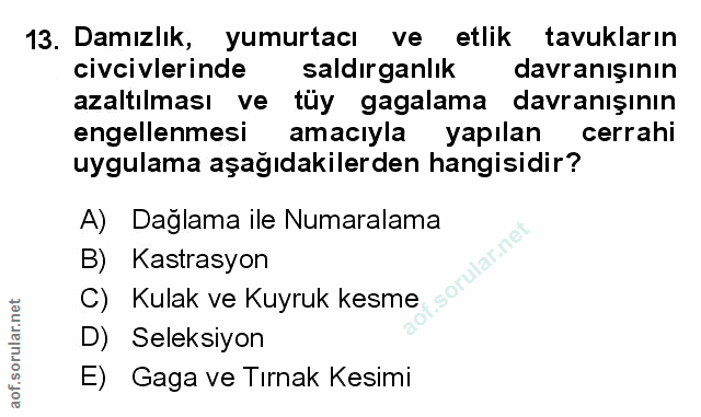 Soru 13