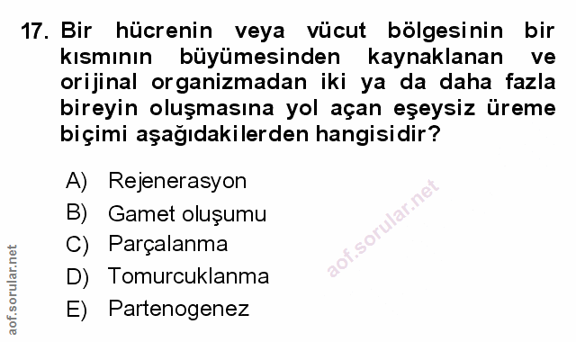 Soru 17