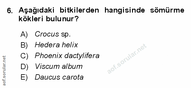 Soru 6