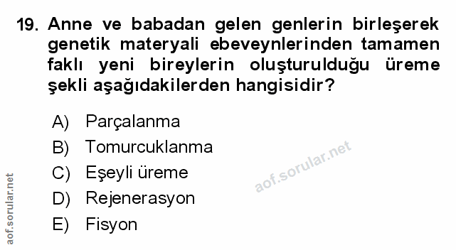Soru 19