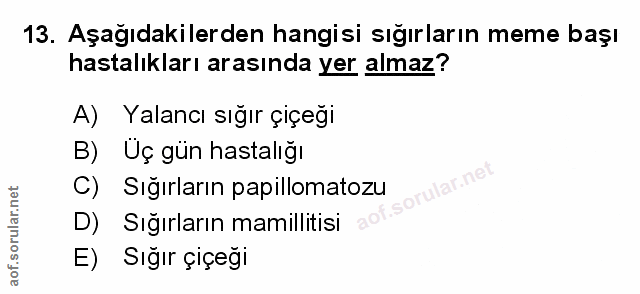 Soru 13
