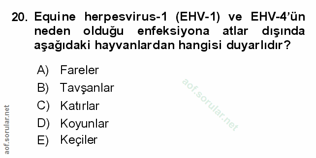 Soru 20