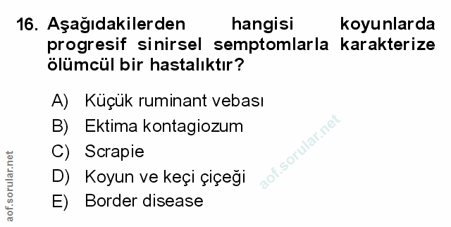 Soru 16