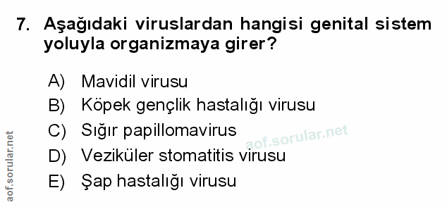 Soru 7