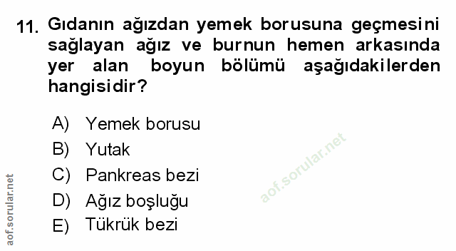Soru 11