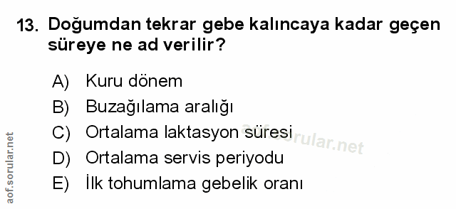 Soru 13