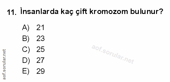 Soru 11
