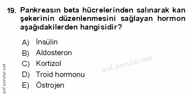 Soru 19