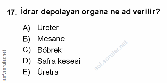 Soru 17