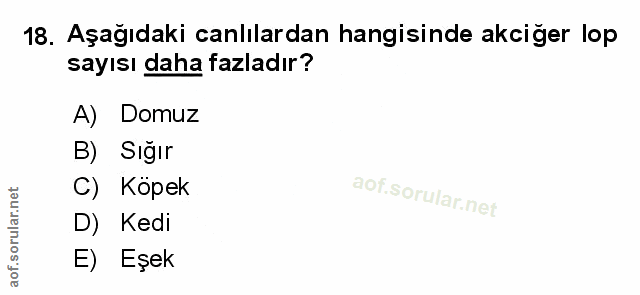 Soru 18