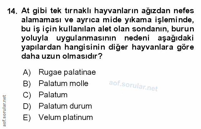 Soru 14