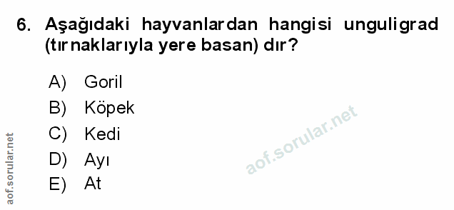 Soru 6