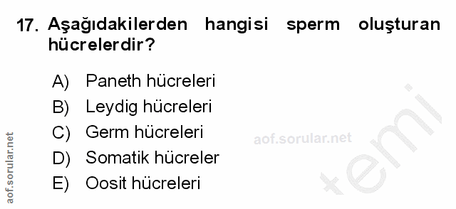 Soru 17