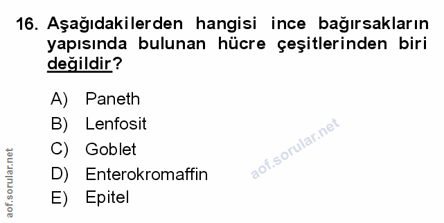 Soru 16