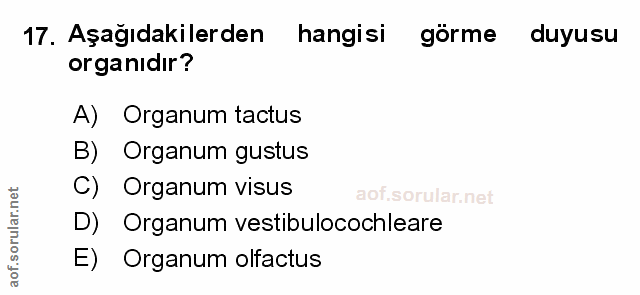 Soru 17