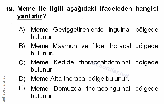 Soru 19